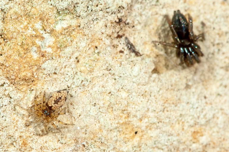 Oecobius sp.; Gnaphosidae
